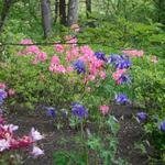 Blooming Azalea and Columbine - mostly shade